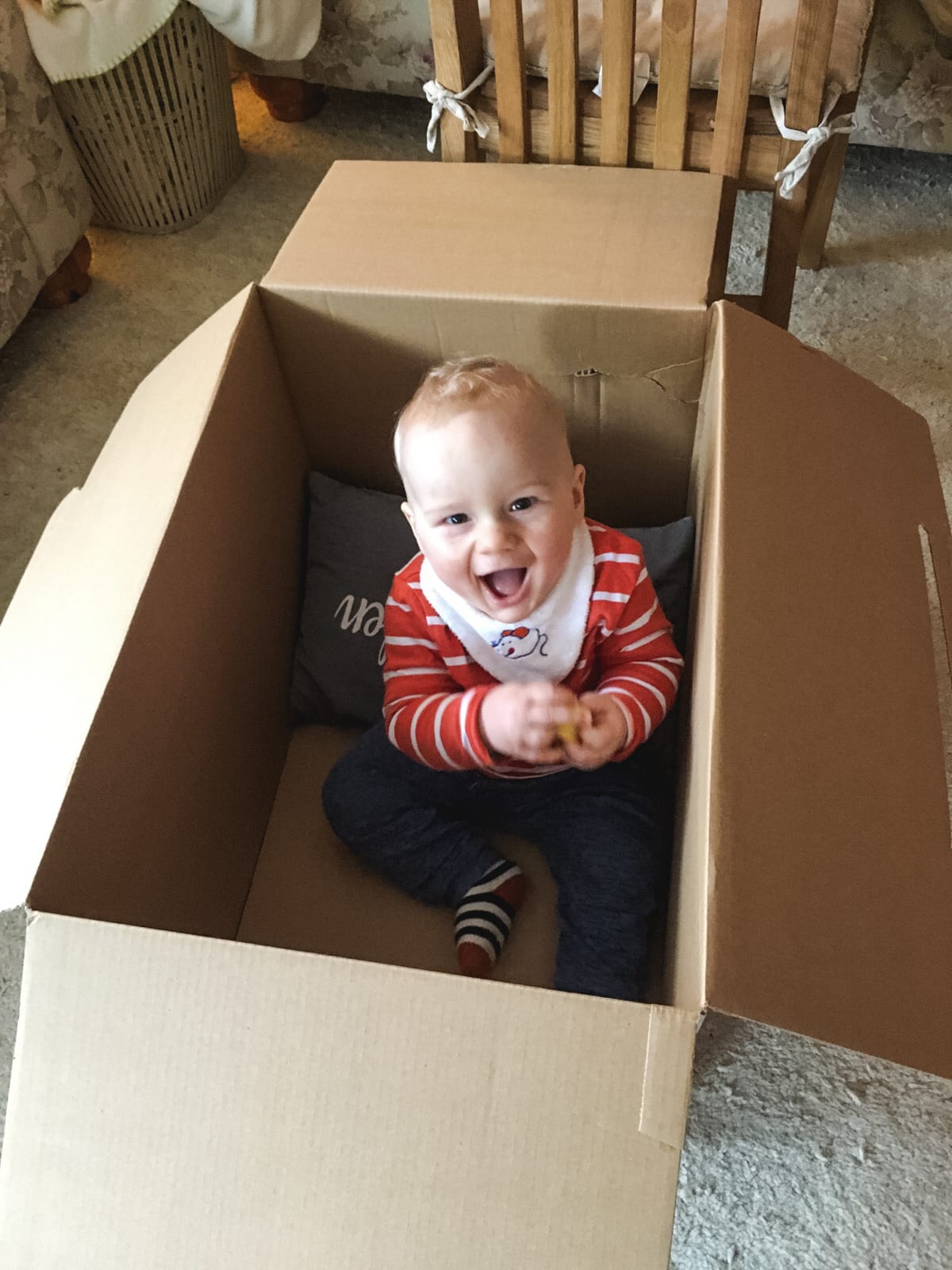 Noah im Karton