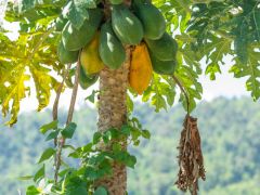 Thailand Teil1 14