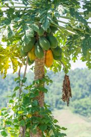 Thailand Teil1 14