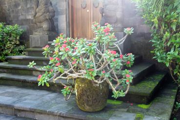 Bali Teil1 58 2311 Bali Teil1 58 2311