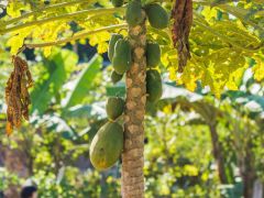 Myanmareinsatz 2018 11 Jonathan Kopka  8527