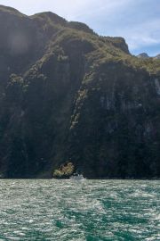 Milford Sound 24