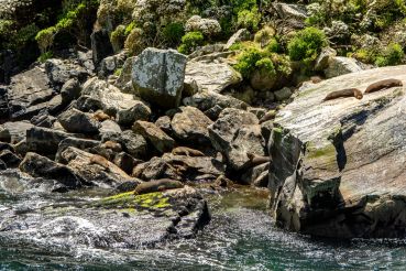 Milford Sound 43